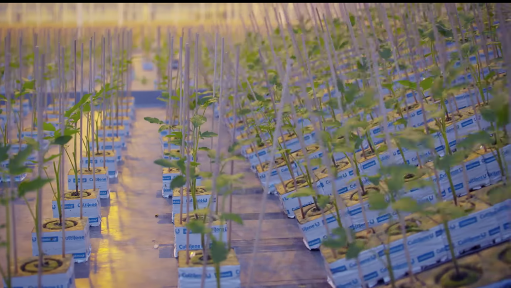 Tip How to create an optimal water balance Plant Empowerment