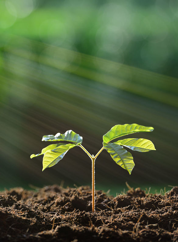 New webinars: Plant Health - Plant Empowerment
