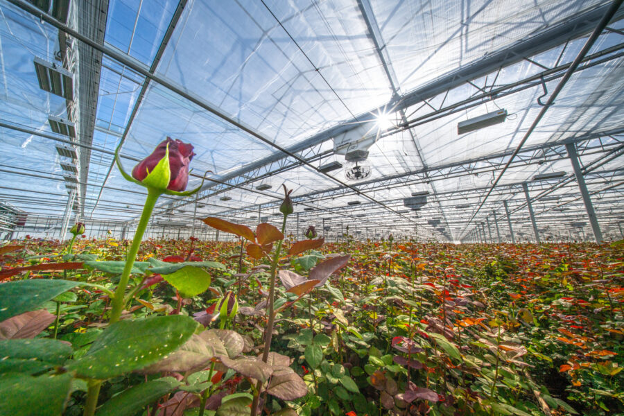 Understanding Plant Health through the Eh–pH diagram