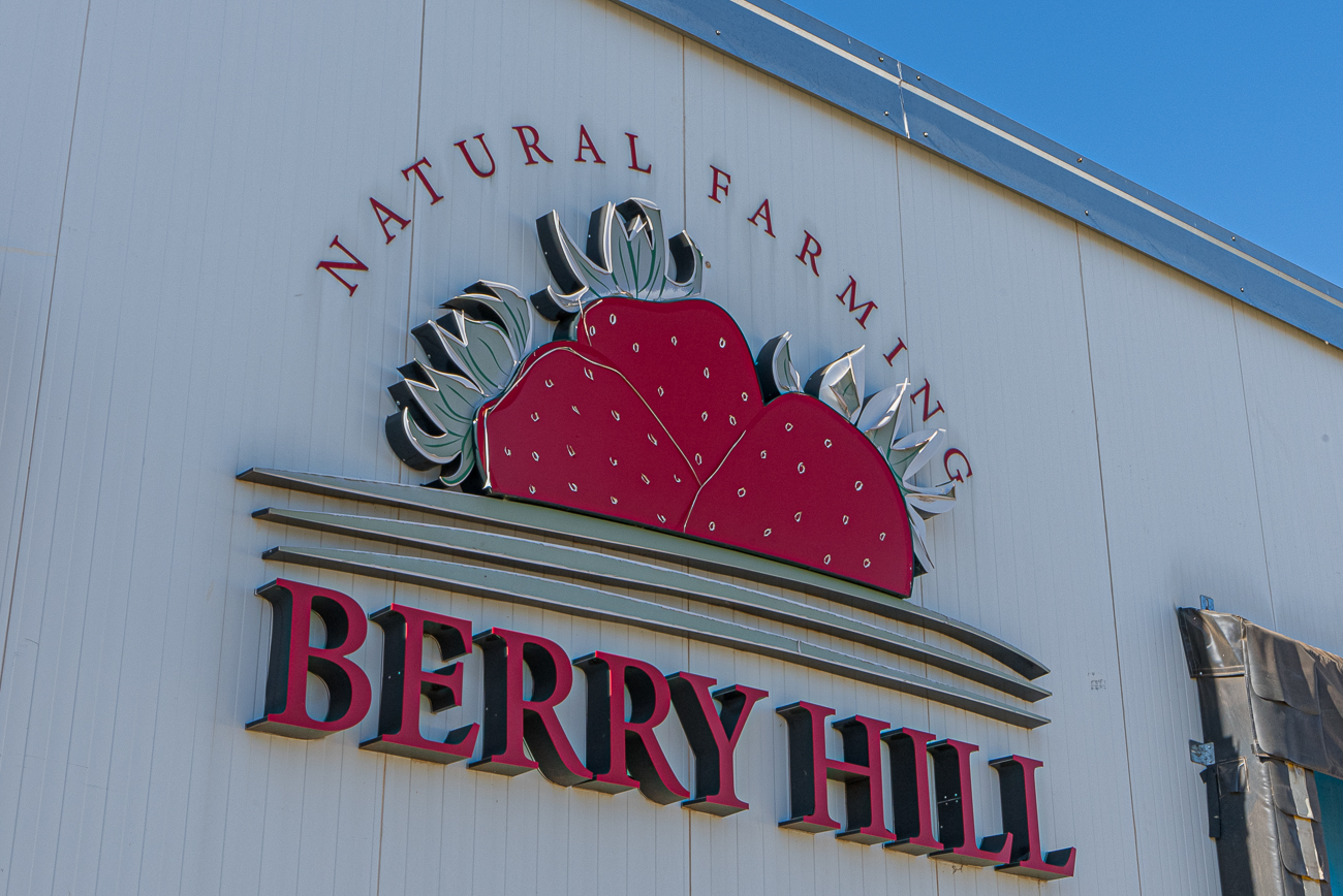 Berry Hill Doubles Strawberry Yield with Plant Empowerment
