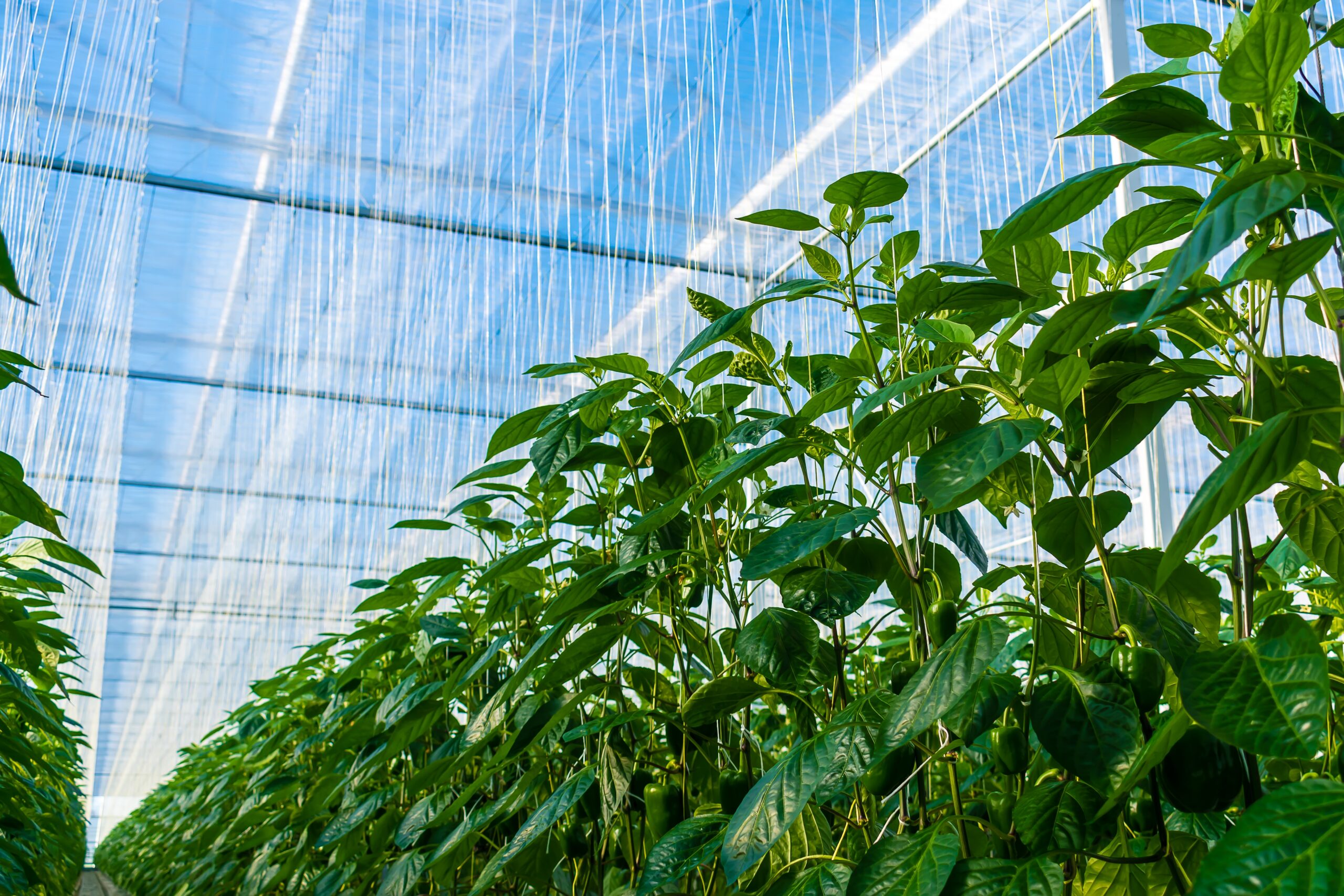 Plant Empowerment training Australia