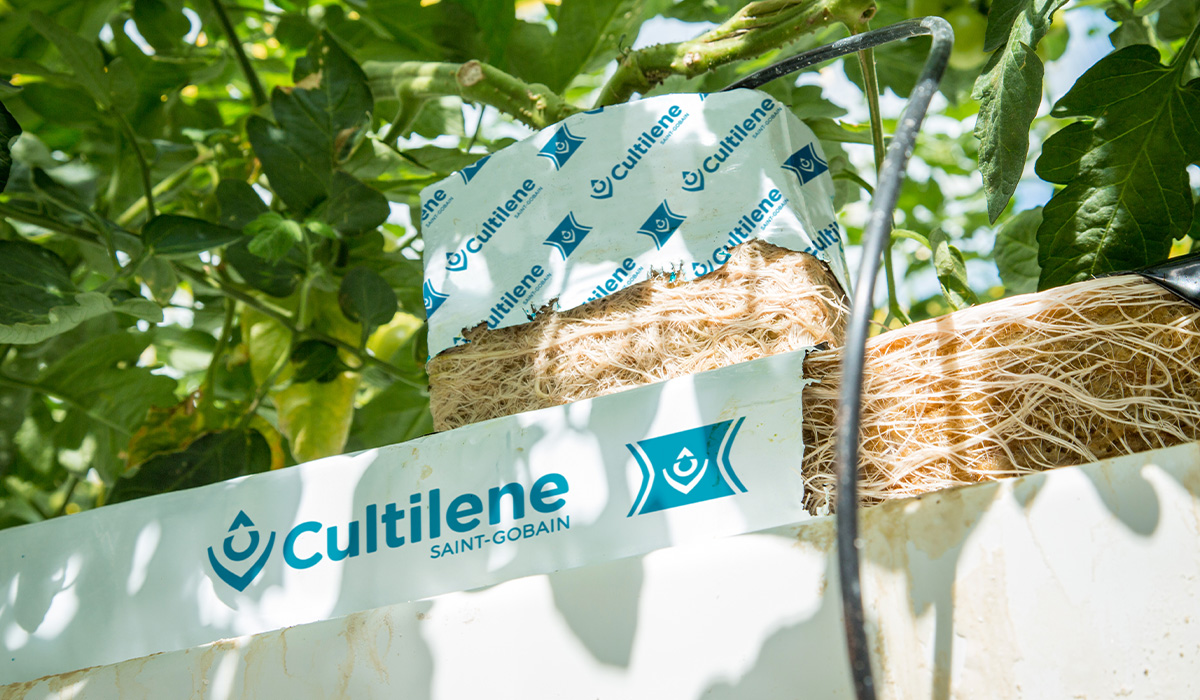 How to keep the root system active and healthy