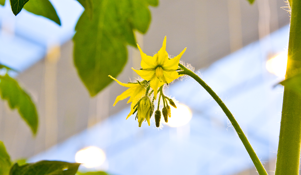 How to maintain stable crop development