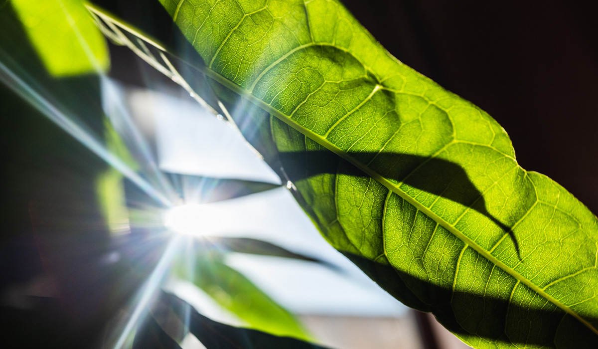 Free webinar: Photosynthesis & Plant Productivity