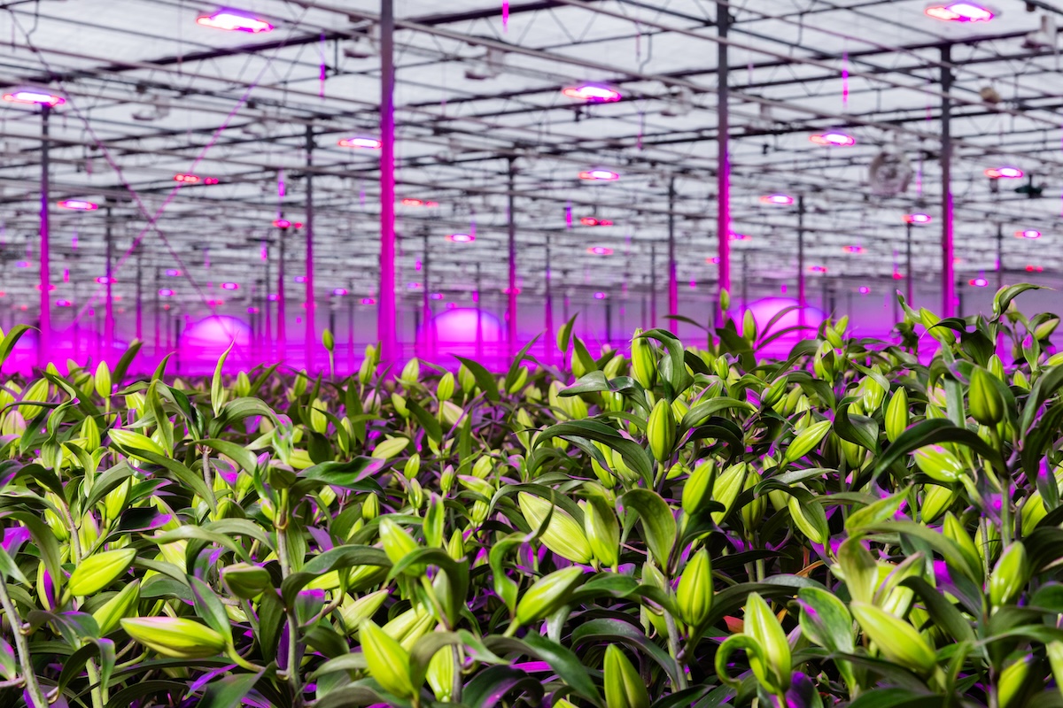 E-book lighting: Optimize your cultivation efficiency with LED lighting