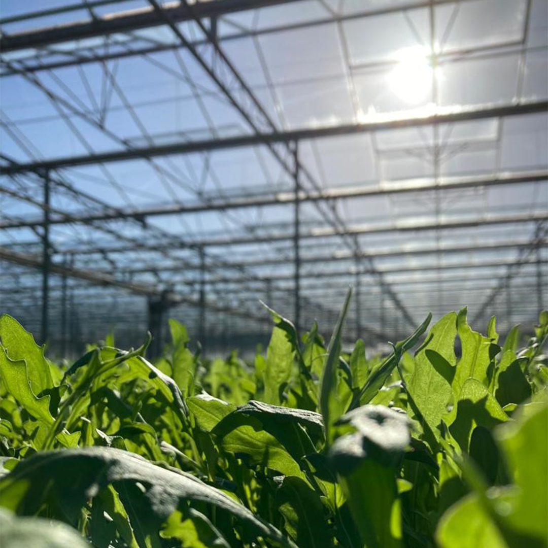 How do climate strategies influence plant health and pest pressure?