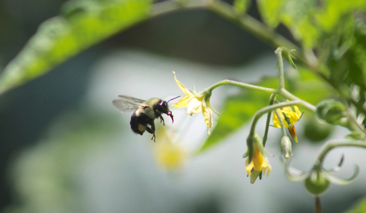Free webinar: Successful tomato pollination in winter