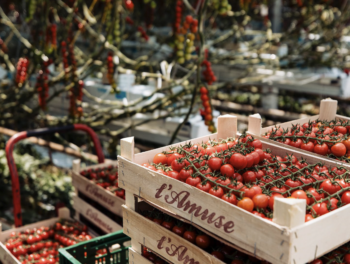 Training Tomato Crop Manager (Dutch)
