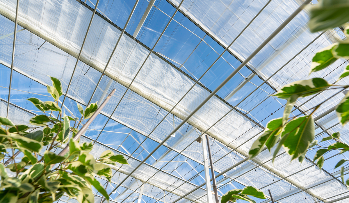 Learn how understanding absolute humidity helps you make better climate decisions and create a more active crop.