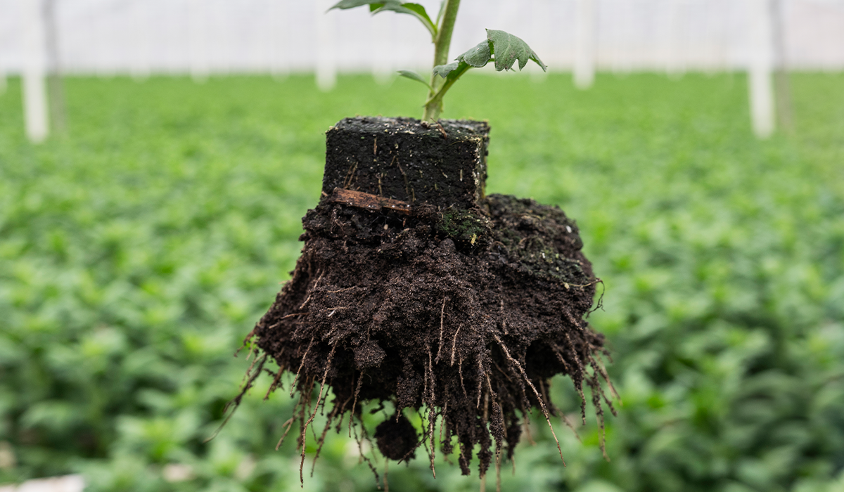 The logic behind fertilizer schedules