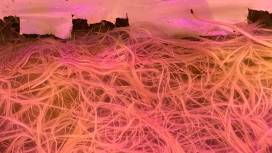 a tomato root in a rockwool substrate, with lots of visible white roots.