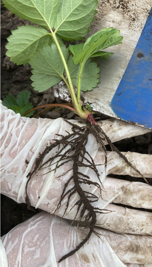 you see a strawberry plant where you hardly see any root because the soil is glued on the roots and you know in that case it's full of microbes so this plant is actually not in its own