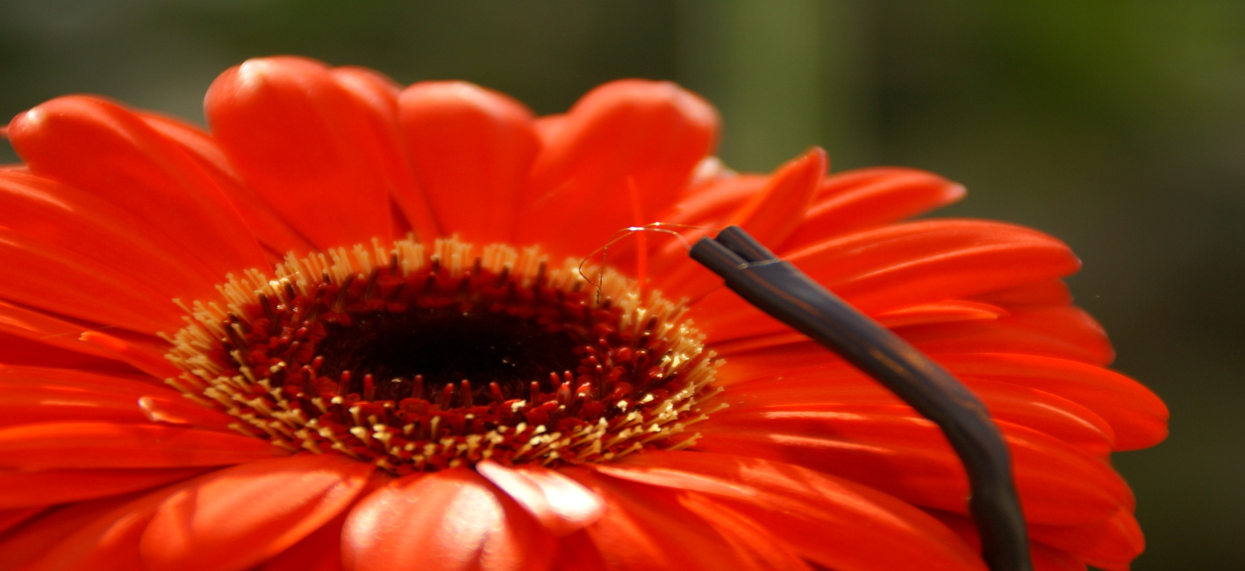 Plant architecture and microclimate